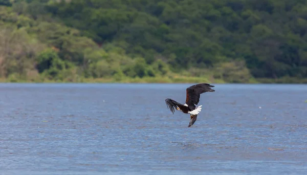 非洲鱼鹰在水面上空飞行和捕鱼 — 图库照片