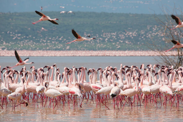 Кения. Африка. Национальный парк Накуру. Национальный заповедник Богорийское озеро. Дикие фламинго
