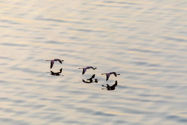 Flamingo Vliegen Boven Water Foto Van Dieren Het Wild — Stockfoto