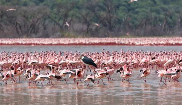 Wilde Flamingos Kenia Afrika Nakuru Nationalpark Nationalreservat Bogoria See — Stockfoto