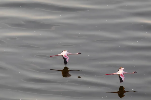 Flamingos Estão Voando Acima Água Imagem Vida Selvagem — Fotografia de Stock