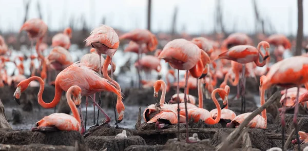 Volně Žijících Ptáků Plameňáci Keňa Afriky Nakuru Národní Park Národní — Stock fotografie