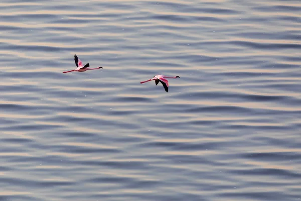 Flamingos Flying Water Picture Wildlife — Stock Photo, Image