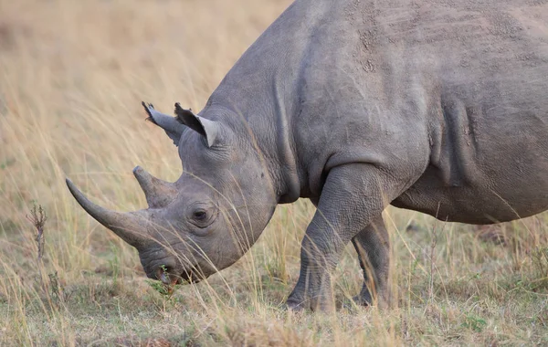Rhino Савана Африканський Національний Парк — стокове фото