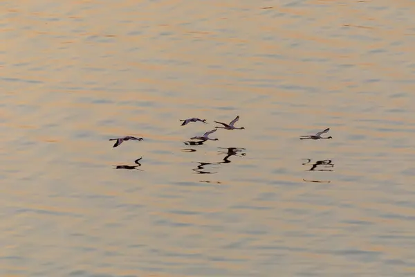 Fenicotteri Volano Sopra Acqua Immagine Della Fauna Selvatica — Foto Stock