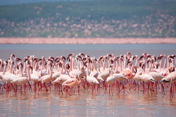 Кенія Африка Накуру Національний Парк Озеро Bogoria Національного Заповідника Дикі — стокове фото