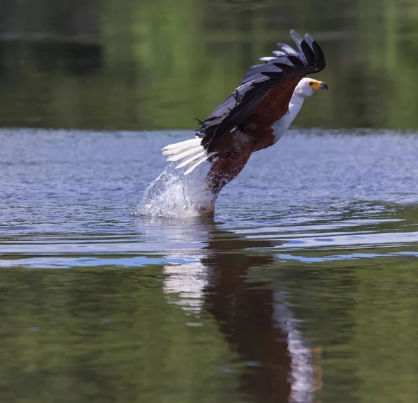 Afrikaanse Vis Eagle Vliegen Boven Het Wateroppervlak Vissen — Stockfoto