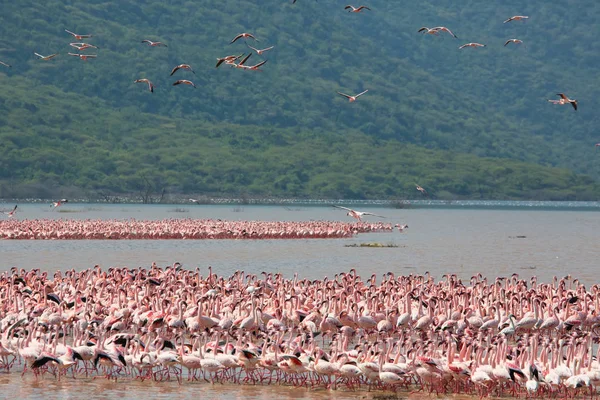 Kenya. Afrika. Nakuru Milli Parkı. Gölü Bogoria Ulusal Rezerv. Vahşi flamingolar