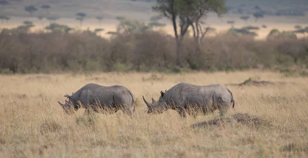 Rhinoceroses Savanna Good Picture Wildlife — Stock Photo, Image