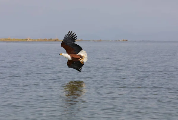 Afrikanska Fisk Örn Flyger Över Vattenytan Och Fiske — Stockfoto