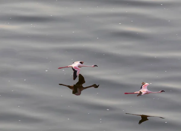 Flamingos Estão Voando Acima Água Imagem Vida Selvagem — Fotografia de Stock