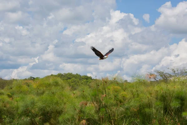 Aigle Pêcheur Africain Volant Faune — Photo