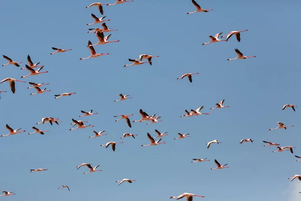 Flamingók Repül Égen Vadon Élő Állatok Kép — Stock Fotó