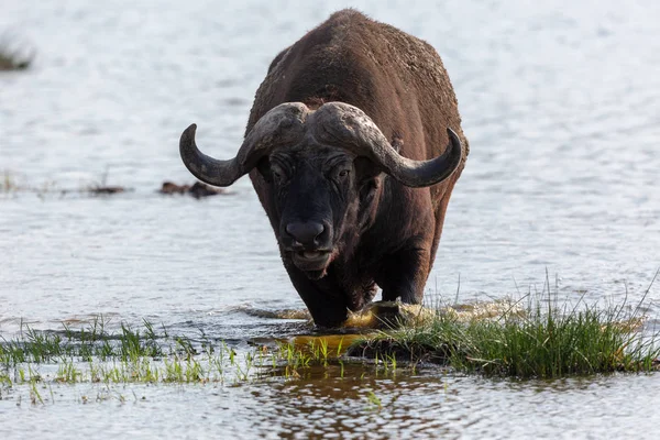 Wild Buffalo Walking Water — Stock Photo, Image