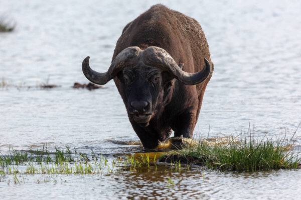 Wild buffalo is walking in water