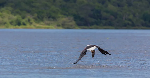 Afrikanischer Fischadler Fliegt Über Die Wasseroberfläche Und Fischt — Stockfoto