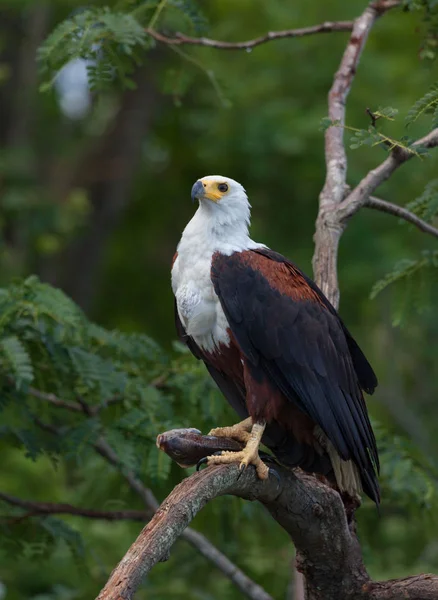 Afrikanischer Fischadler Sitzt Mit Beute Auf Einem Baum — Stockfoto