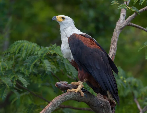 Aigle Poisson Africain Est Assis Sur Arbre Avec Des Proies — Photo