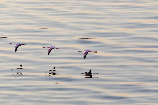 Flamingos Fliegen Über Dem Wasser Bild Der Tierwelt — Stockfoto