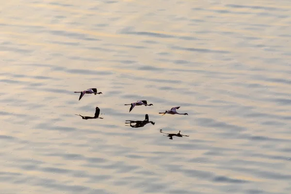 Flamingo Vliegen Boven Water Foto Van Dieren Het Wild — Stockfoto