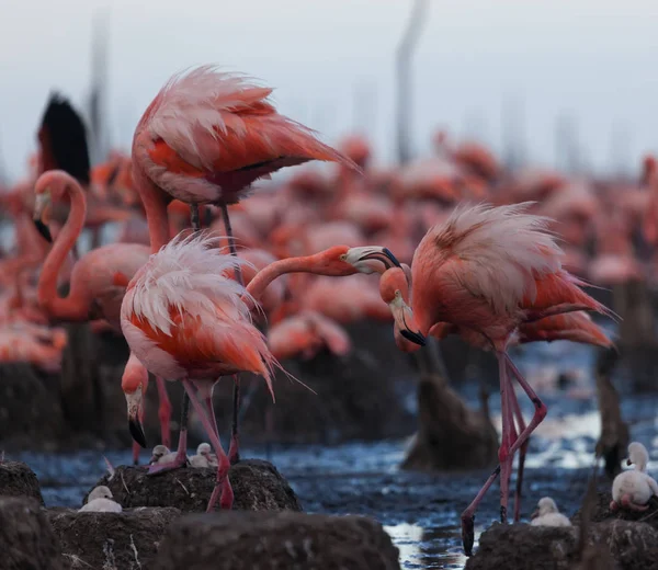 Wild Birds Flamingos Kenya Africa Nakuru National Park Lake Bogoria — Stock Photo, Image