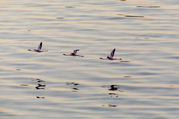 Flamingo Vliegen Boven Water Foto Van Dieren Het Wild — Stockfoto