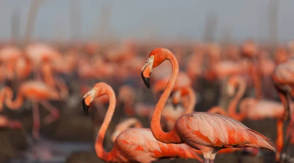 Aves Silvestres Flamencos Kenia África Parque Nacional Nakuru Reserva Nacional —  Fotos de Stock
