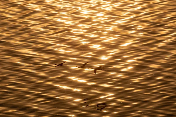 Flamingos Flyger Ovanför Vattenytan Bild Wildlife — Stockfoto