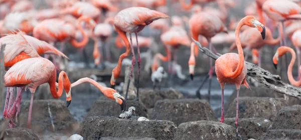 Aves Silvestres Flamencos Kenia África Parque Nacional Nakuru Reserva Nacional —  Fotos de Stock