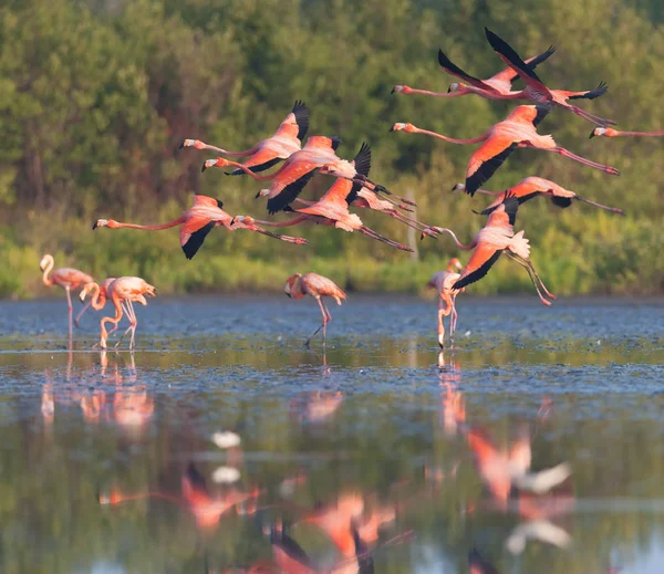 Plameňáci Jsou Létající Nad Jezerem Obrázek Přírody — Stock fotografie