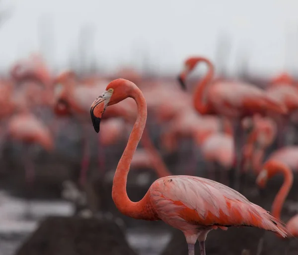 Aves Silvestres Flamencos Kenia África Parque Nacional Nakuru Reserva Nacional —  Fotos de Stock