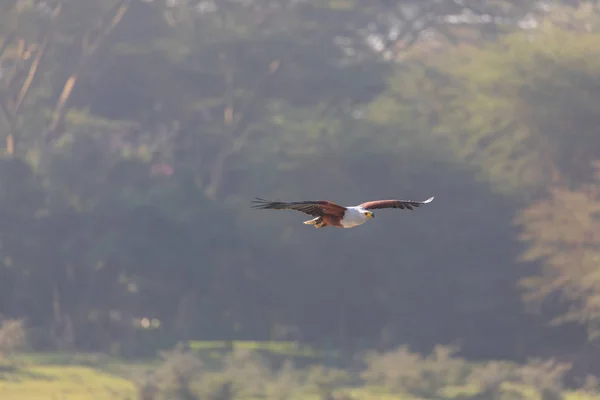 Afrika Balık Uçan Kartal Fauna — Stok fotoğraf