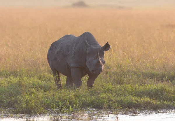 Gergedan Savana Afrika Milli Park Içinde — Stok fotoğraf