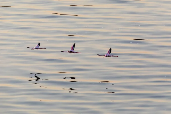 Flamingo Terbang Atas Air Gambar Satwa Liar — Stok Foto