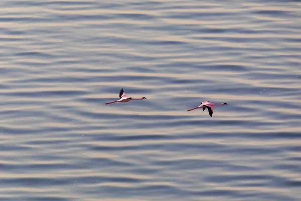 Flamingos Flyger Ovanför Vattenytan Bild Wildlife — Stockfoto