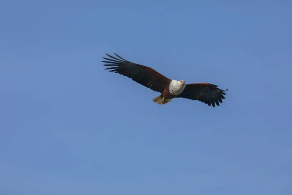 Bielik Afrykański Pływające Fauna — Zdjęcie stockowe