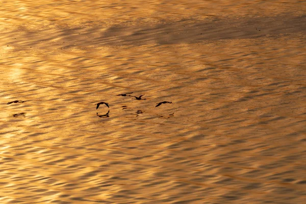 Flamingos Flying Water Picture Wildlife — Stock Photo, Image