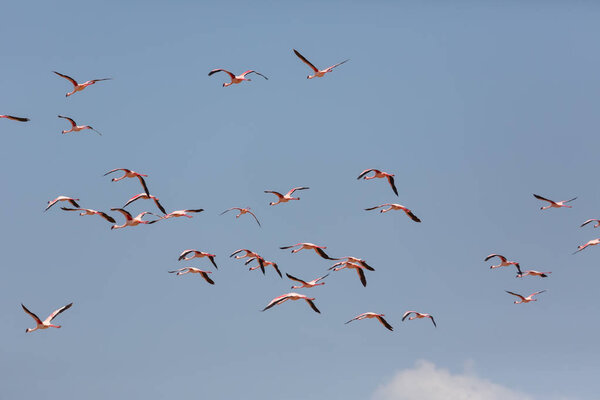 Фламинго летят в небе. Изображение дикой природы
.  