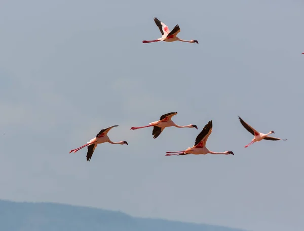 Flamingos Flyger Himlen Bild Wildlife — Stockfoto