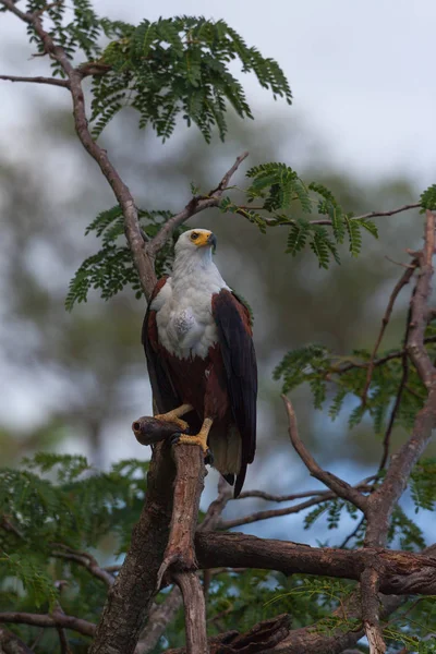Águila Pescadora Africana Está Sentada Árbol Con Presa — Foto de Stock