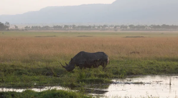 Носорог Саванне Африканском Национальном Парке — стоковое фото