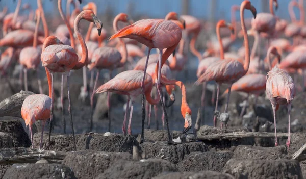 Volně Žijících Ptáků Plameňáci Keňa Afriky Nakuru Národní Park Národní — Stock fotografie