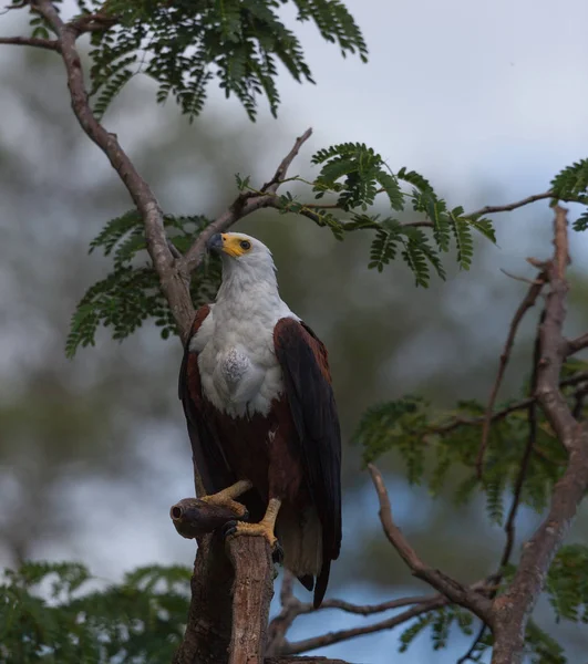 African fish eagle is sitting on a tree with prey.