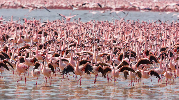 Kenya. Africa. Nakuru National Park. Lake Bogoria National Reserve. Wild flamingos