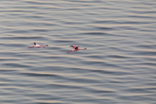 Flamingo Vliegen Boven Water Foto Van Dieren Het Wild — Stockfoto