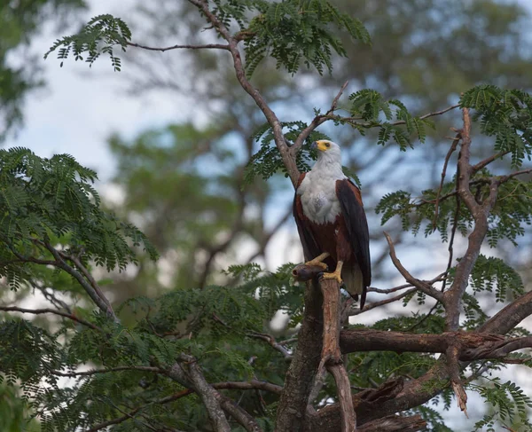 Afrikanischer Fischadler Sitzt Mit Beute Auf Einem Baum — Stockfoto