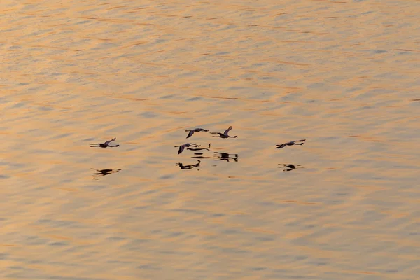 Los Flamencos Vuelan Sobre Agua Imagen Vida Silvestre — Foto de Stock