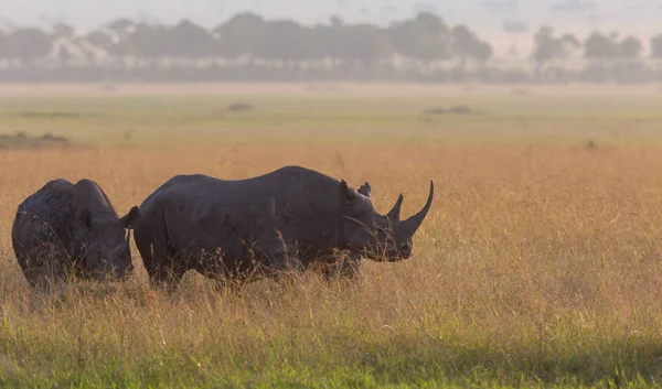 Носороги Савані Гарна Картина Дикої Природи — стокове фото