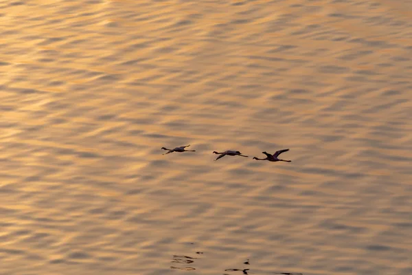 Flamingo Vliegen Boven Water Foto Van Dieren Het Wild — Stockfoto