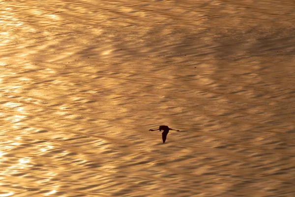 Flamingo Flying Water Picture Wildlife — Stock Photo, Image